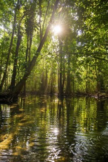Lagoon, Klong Rud, Klong Nam Sai, Ao Nang, Krabi, Thailand