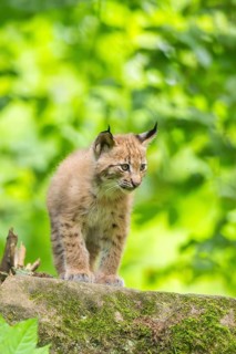 Eurasian lynx (Lynx lynx) cub (youngster) in a forest, Bavaria, Germany