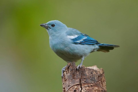 Blue-grey Tanager (Thraupis episcopus), Ecuador