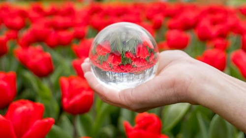 A hand holds a transparent glass sphere reflecting vibrant red tulips in a field. The image