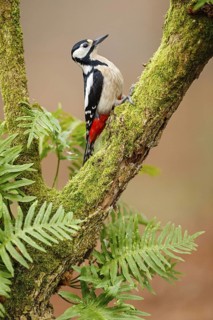 Great Spotted Woodpecker (Dendrocopos major) female, Asturias, Spain