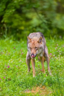 A female eurasian gray wolf (Canis lupus lupus) shits on a green meadow