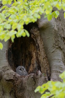 Tawny Owl (Strix aluco) chick looking out from breeding hole, Saxony, Germany