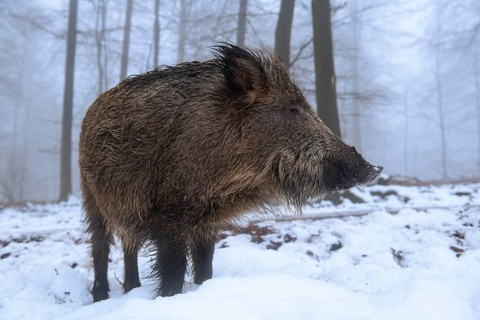 Wild boar (Sus scrofa) in the snow in a wintery forest, Teutoburg Forest, Melle, Lower Saxony,