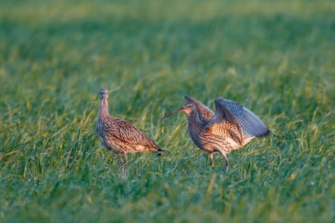 Eurasian Curlew (Numenius arquata) pair displaying, North Rhine-Westpalia, Germany