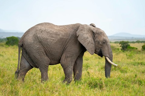 Majestic elephant wanders through the lush grasslands of the Masai Mara in Kenya, a renowned safari