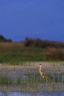 Grey Heron (Ardea cinerea), Lesvos, Greece