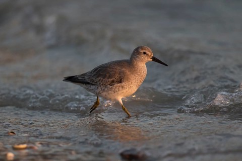 Red Knot (Calidris canutus) juvenile foraging at shoreline, Vlieland, Netherlands