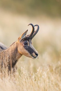 Chamois (Rupicapra rupicapra) on a meadow in the Vosges Mountains, wildlife, France