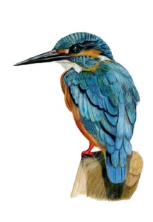 Coloured pencil drawing of a kingfisher standing on a branch looking to the left, white background