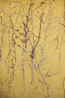 Yellow house wall with traces of ivy, Germany