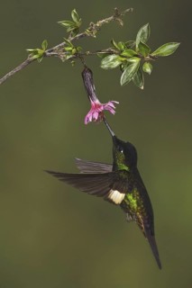 Buff-winged Starfrontlet (Coeligena lutetiae), Ecuador
