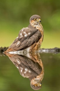 Eurasian Sparrowhawk (Accipiter nisus) male at waterhole, Hungary