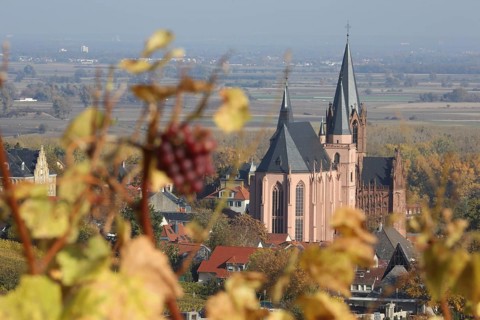 Gothic St. Catherine's Church, view, landmark, wine-growing region, red ripe grapes, grapevines,