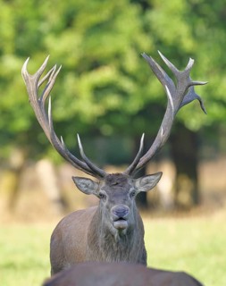 Red deer (Cervus elaphus) during the rutting season, a capital stag roaring in a forest clearing,