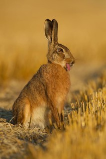 European brown hare (Lepus europaeus) adult funny humour animal sticking its tongue out in a