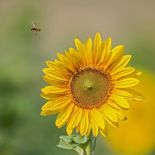 Honigbiene (Apis mellifera) sammelt Nektar und fliegt neben blühender Sonnenblume (Helianthus