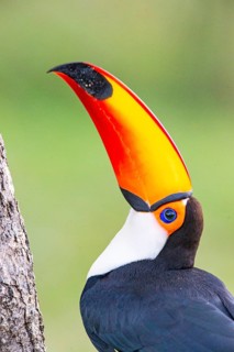 Giant toucan (Ramphastos toco) Pantanal Brazil
