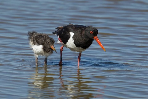 Eurasian oystercatcher (Haematopus ostralegus) adult parent wading bird and juvenile baby chick in