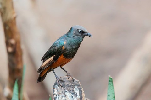 A female red-winged starling (Onychognathus morio) sits on a cut branch. Ethiopia, Kenya, Tanzania,