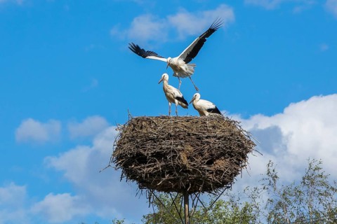 White Stork (Ciconia ciconia) juveniles in nest, Mecklenburg-Western Pomerania, Germany