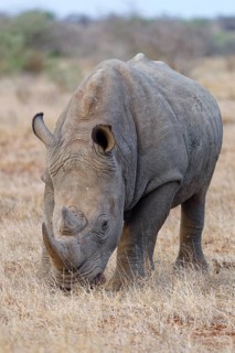 Southern white rhinoceros (Ceratotherium simum simum) with bird, adult male feeding on dry grass,