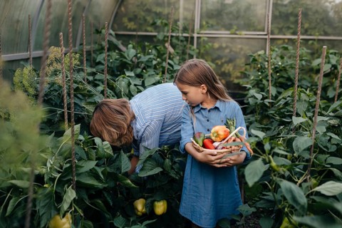 Mother and daughter enjoy harvesting fresh vegetables in a lush greenhouse. The mother inspects