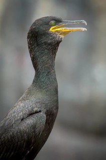 European Shag (Phalacrocorax aristotelis) adult portrait, Farne Islands, United Kingdom