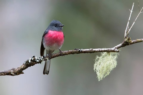 Rose Robin (Petroica rosea) male perched on a branch, Victoria, Australia