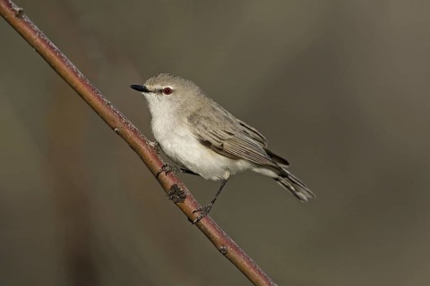 Western Gerygone (Gerygone fusca), Victoria, Australia