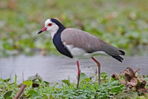 Long-toed Lapwing (Vanellus crassirostris), Lake Naivasha, Kenya