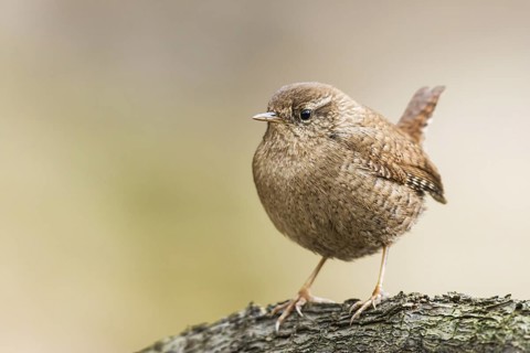Eurasian Wren (Troglodytes troglodytes), Bavaria, Germany