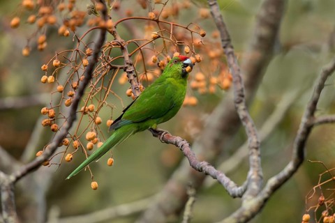 Norfolk Parakeet (Cyanoramphus cookii) feeding on fruits in a tree, Norfolk Island, Australia