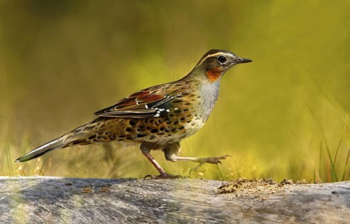 Spotted Quail-thrush (Cinclosoma punctatum) female, New South Wales, Australia