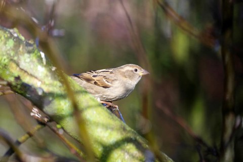 House Sparrow (Passer domesticus), female, tree, sunlight, winter, colours