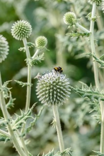 Spherical thistle (Echinops sphaerocephalus), Sarastro Stauden, Federal Republic of Germany