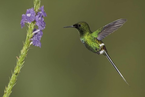 Black-bellied Thorntail (Discosura langsdorffi), Ecuador