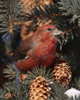 Red Crossbill (Loxia curvirostra) male, Saskatchewan, Canada