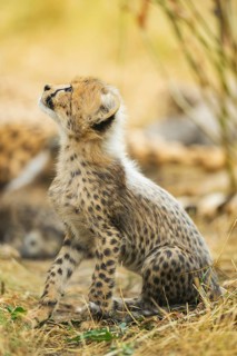 Cheetah (Acinonyx jubatus) youngster sitting on the ground, captive, occurrence Africa