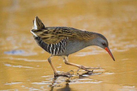Water Rail (Rallus aquaticus), Cheshire, United Kingdom