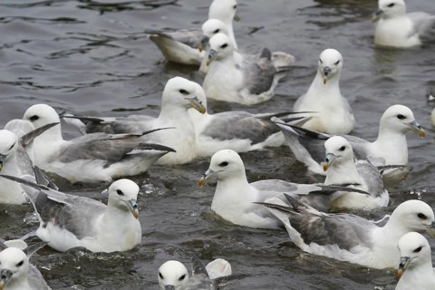 Northern Fulmar (Fulmarus glacialis), Iceland