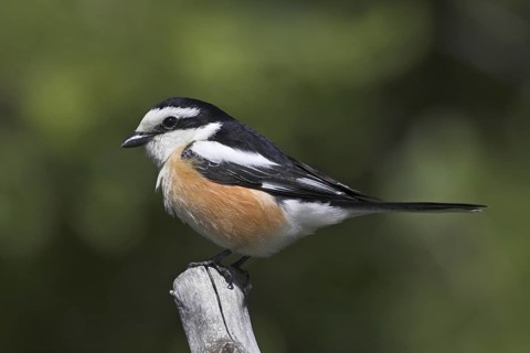 Masked Shrike (Lanius nubicus) male, Lesvos, Greece