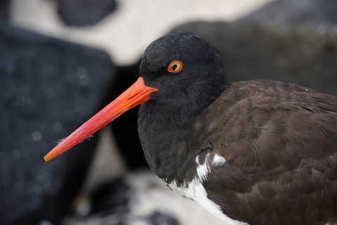 A close-up of an American oystercatcher bird with a vivid orange beak, showcasing the unique