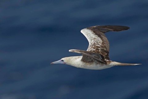 Red-footed Booby (Sula sula) flying, Northern Atlantic Ocean
