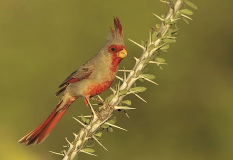 Pyrrhuloxia (Cardinalis sinuatus) male, Texas, USA