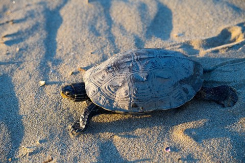 Turtle on sandy ground, illuminated by warm sunlight, Balkan pond turtle (Mauremys rivulata),