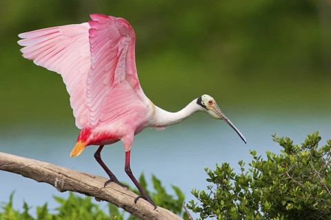 Roseate Spoonbill (Platalea ajaja), Texas, USA