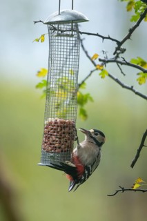 Great spotted woodpecker (Dendrocopos major) adult bird on a garden peanut bird feeder, England,