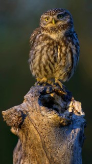 Little Owl (Athene noctua), sitting on an apple tree branch in the evening light, Biosphere
