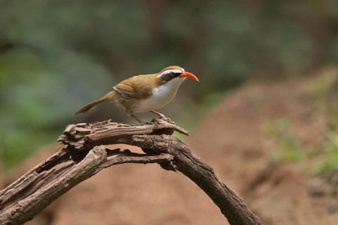Red-billed Scimitar Babbler (Pomatorhinus ochraceiceps), Yunnan, China
